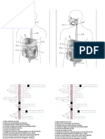 Sistema Digestório 6° Ano