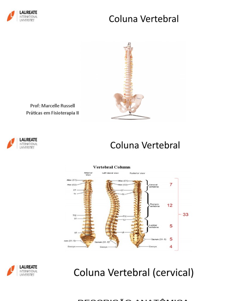 A Anatomia E Avaliação Da Coluna Vertebral Pdf Coluna Vertebral Nervo