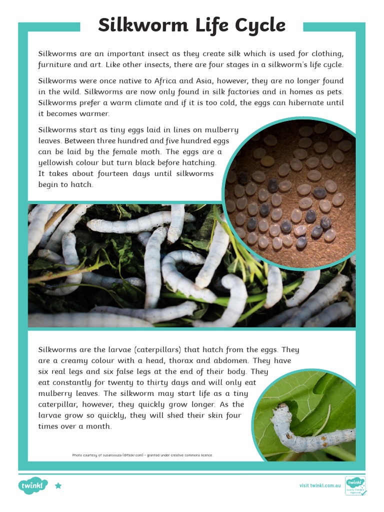 Silkworm Life Cycle Overview | PDF | Pupa | Silk