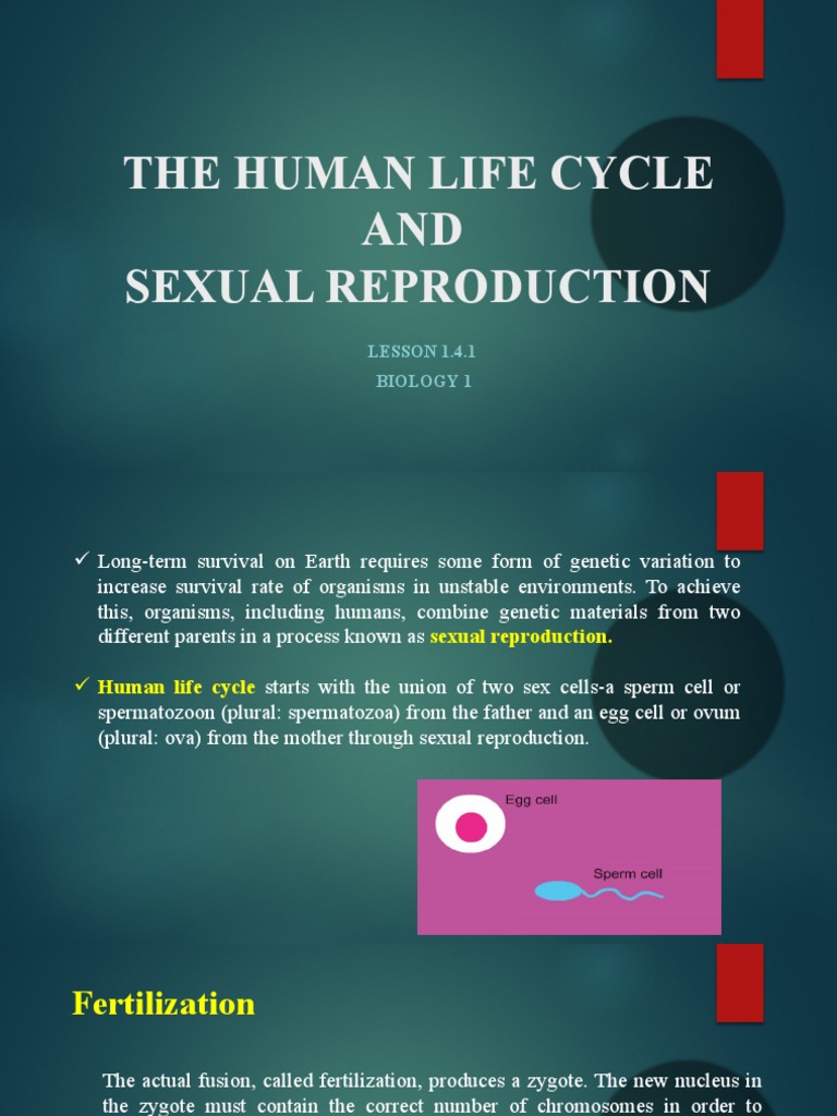 1-The Human Life Cycle and Sexual Reproduction | PDF | Ploidy | Meiosis