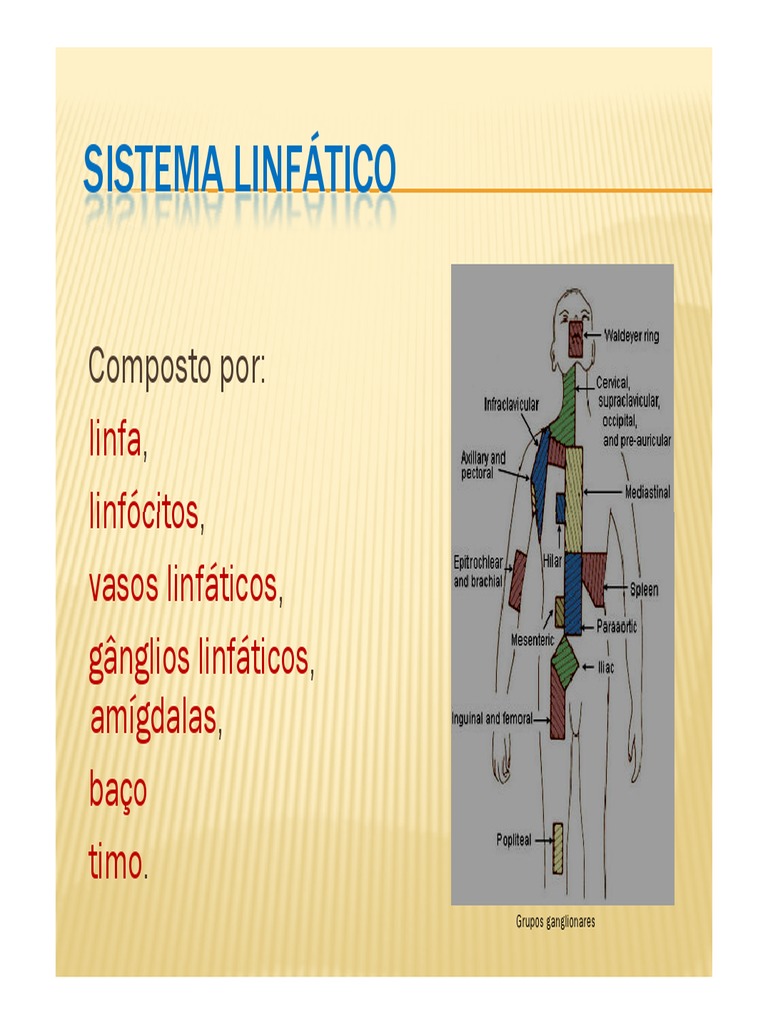 Sistema Linfático Pdf Sistema Linfático Baço