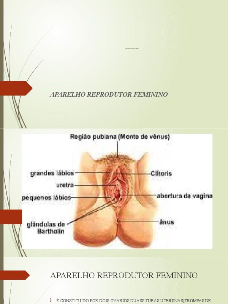 Anatomia e Fisiologia do Sistema Reprodutor | PDF | Menstruação | Ciclo  menstrual, image size:768x1024