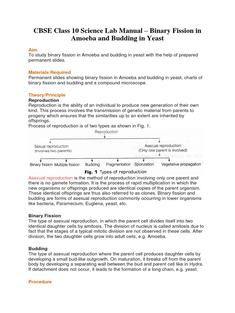 CBSE Class 10 Science Lab Manual Binary Fission in Amoeba and Budding