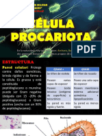 2) Celula Procariota