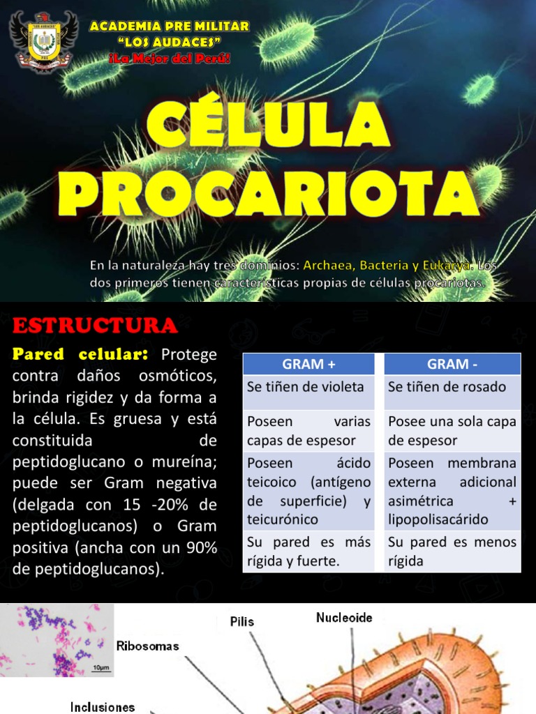 Estructura y Clasificación de Células Procariotas | PDF | Las bacterias ...