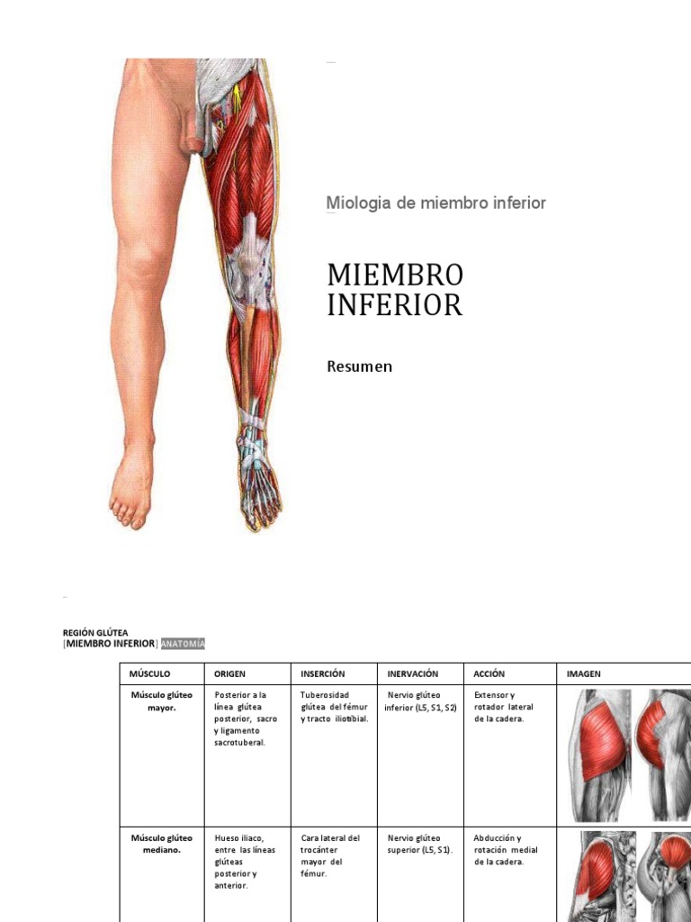 Miología del Miembro Inferior | PDF | Anatomía del miembro inferior ...