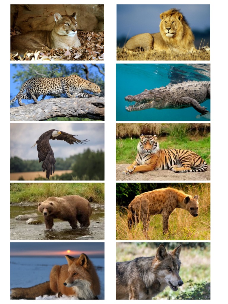 animales-carnivoros-pdf