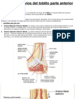 Arterias y Nervios Del Tobillo Parte Anterior