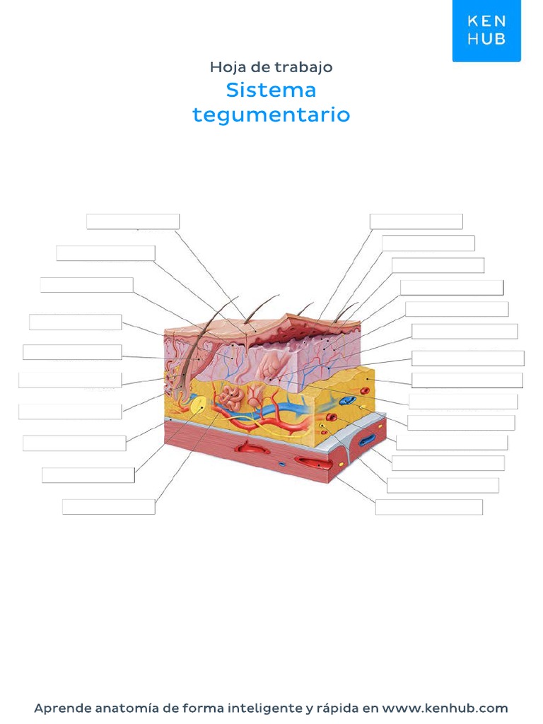 Ejercicio Sistema Tegumentario Blanco Pdf