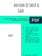 Meat Production of Sheep and Goat