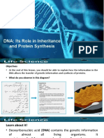 III.C. DNA Its Role in Inheritance and Protein Synthesis