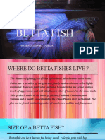 Presentation1 BETTA FISH