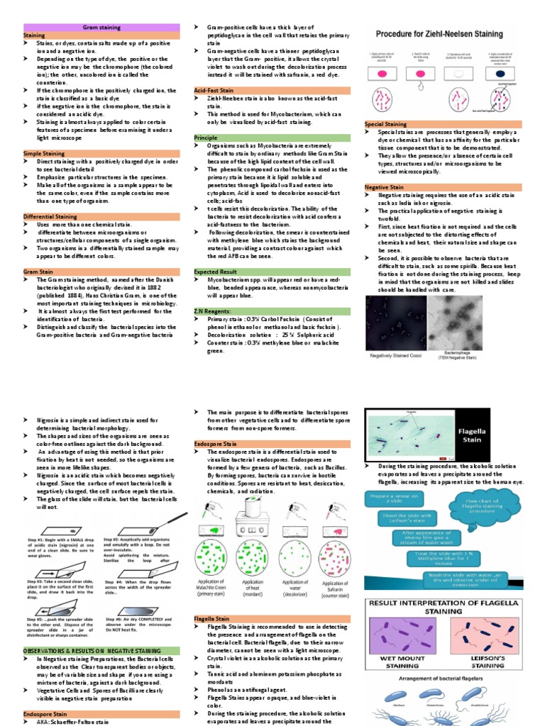 Gram Staining Staining PDF Staining Histopathology