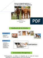 Diferencias en La Anatomía Del Sistema Digestivo y