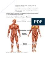 O Corpo Humano