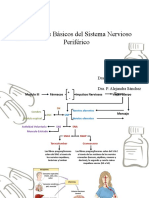 Conceptos Básicos Del Sistema Nervioso Periférico: Dra. P. Alejandra Sánchez Torrez
