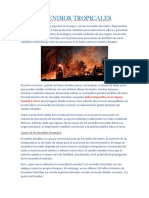 Incendios Tropicales