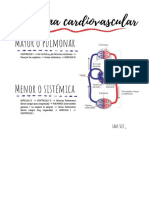 Antomia Sistema Cardiovascularv