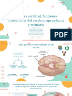 Corteza Cerebral