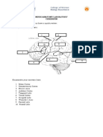 Neuroanatomy Lab Cerebrum Parts