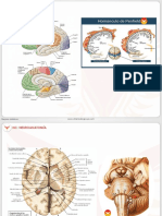 RM 2023 F1 - Neurocirugía