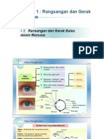 1.2 Rangsangan Dan Gerak Balas Dalam Manusia