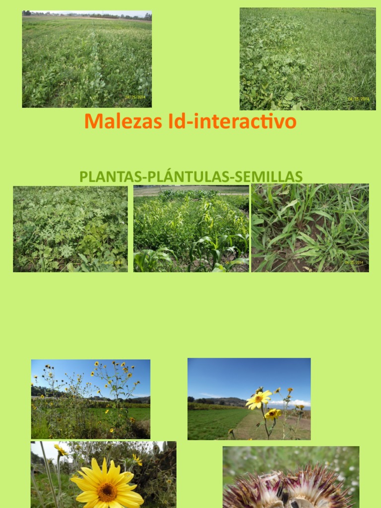 Malezas y Zacate de Rhodes en México | PDF | Plantas | Botánica