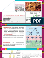 Espermatogenesis y Ovogenesis