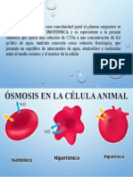 Osmosis en La Celula Animal