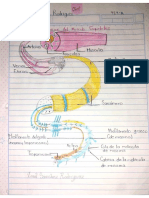 Musculo Estriado - KSR - 424-A