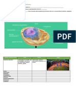 La Célula y Los Orgánulos Celulares