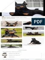 Doberman pinscher dog breed guide