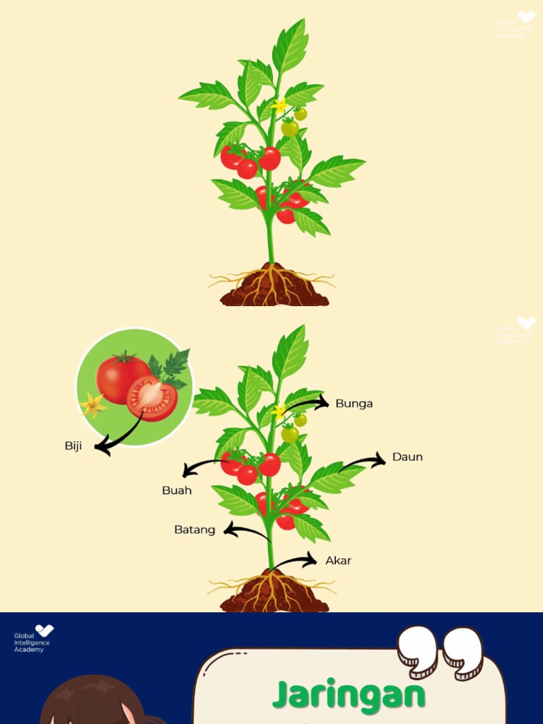 Jaringan Tumbuhan Pt. 2 | PDF