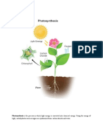 What Is Photosynthesis - Stages