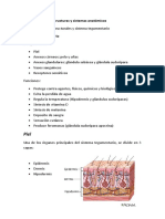 Informe - Sistema Tegumentario