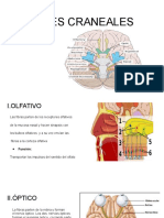 Pares Craneales