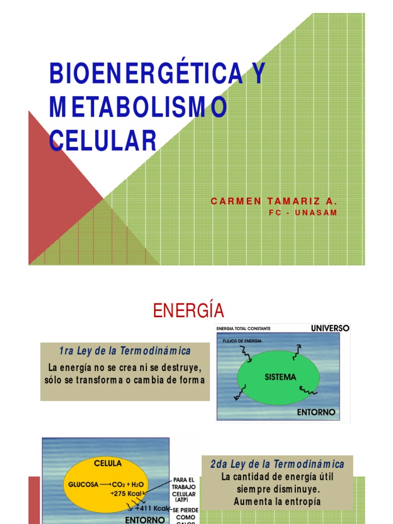 Bioenergética Metabolismo Arqueología | PDF | Respiración celular ...