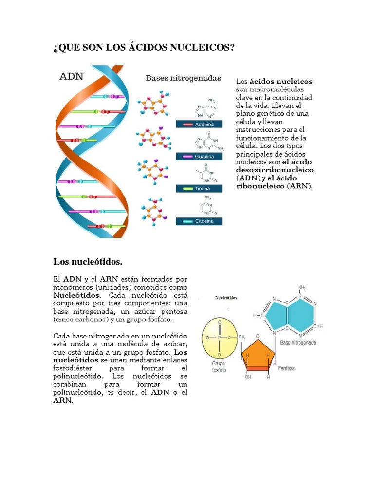 Estructura y función de los ácidos nucleicos | PDF | Rna | Adn