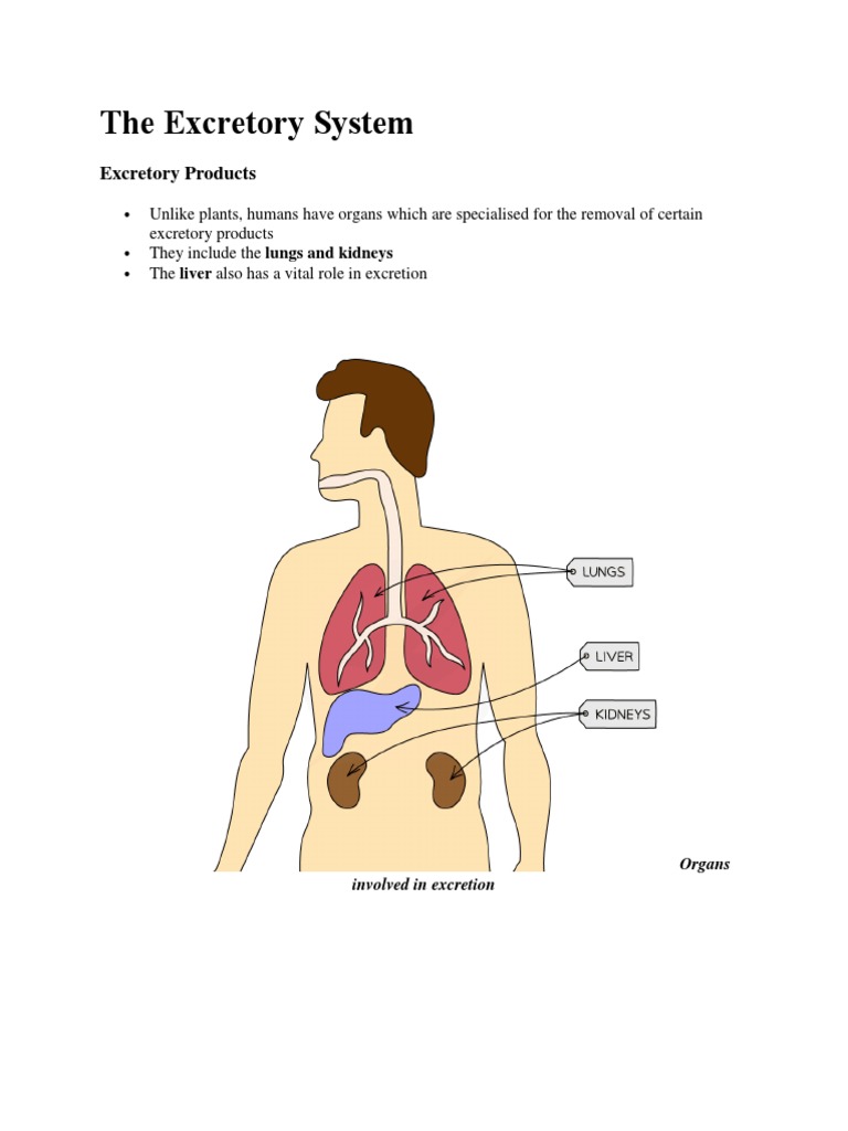 The Human Excretory System An Overview of Organ Function and Waste