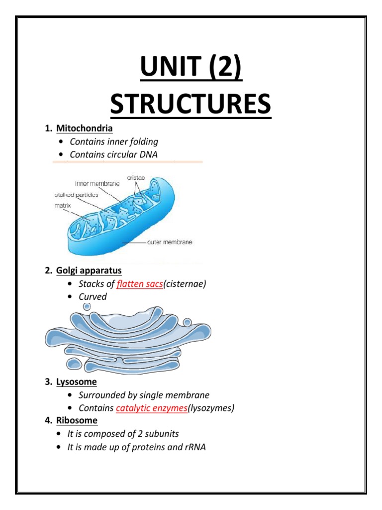 Key Cell Structures and Functions | PDF