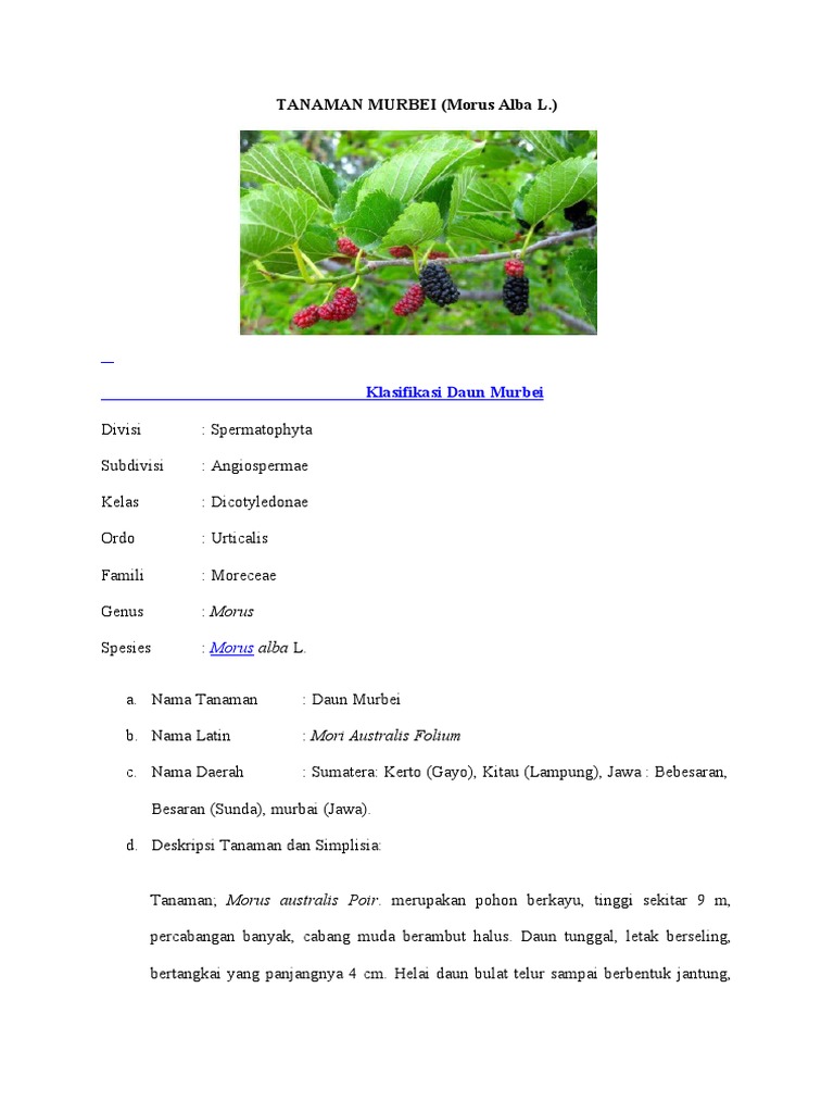 Klasifikasi dan Manfaat Daun Murbei | PDF | Griya & Taman | Kesehatan ...