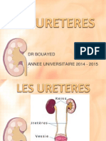 anato2an31-ureteres