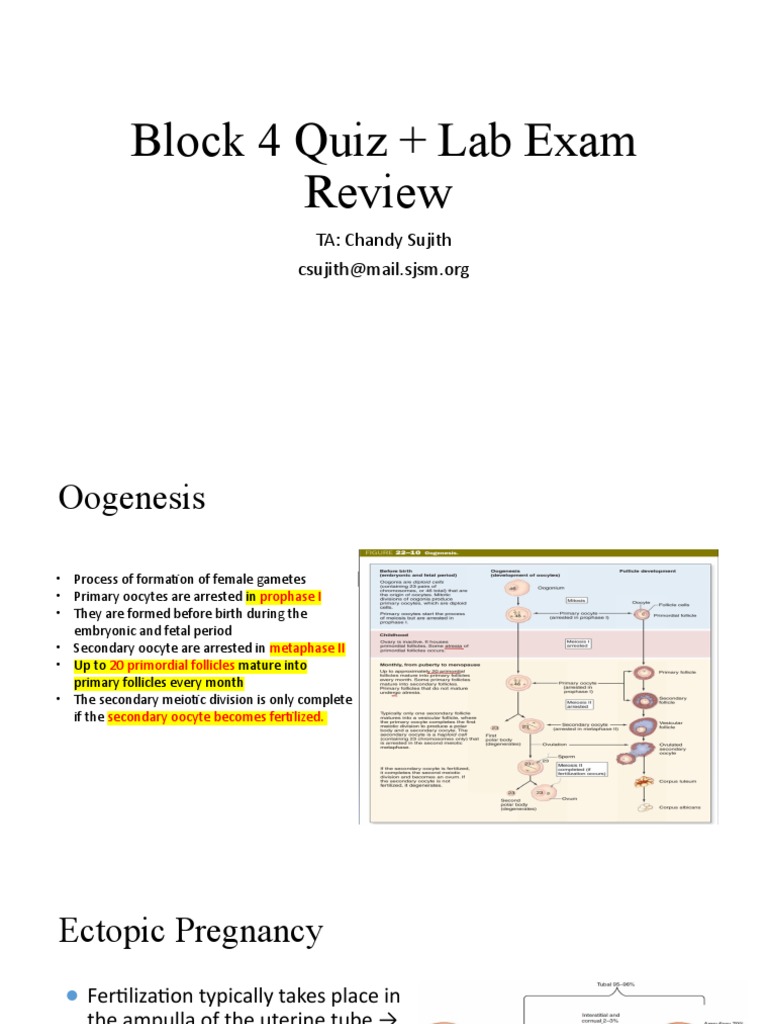 Block 4 Quiz+ Lab Exam Review | PDF | Thyroid | Epithelium