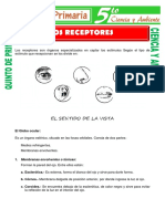 Los receptores sensoriales y el sentido de la vista