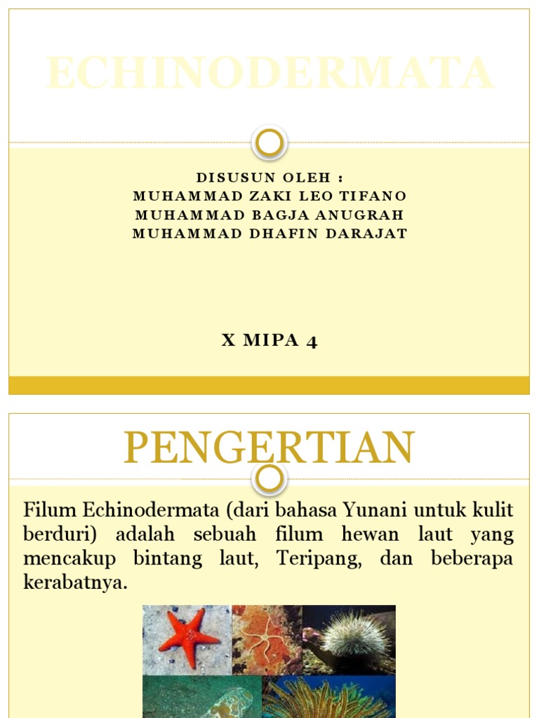 Echinodermata | PDF | Sains & Matematika