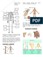 El esqueleto humano: tipos de huesos y sus funciones