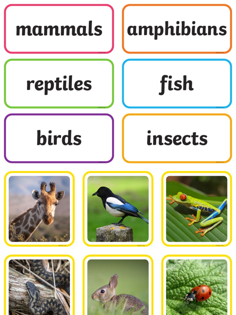 Animal Groups Sorting Cards PDF
