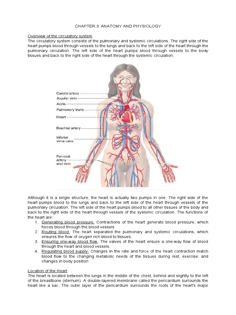 CHAPTER 3 Gcs | PDF | Heart | Coronary Circulation