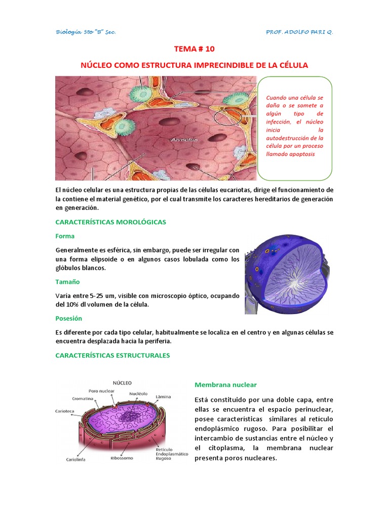 Estructura y Función del Núcleo Celular | PDF | Cromosoma | Nucleo celular