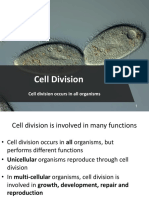 Mitosis Powerpoint